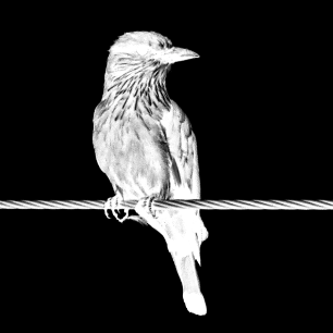 Bird on the Wire